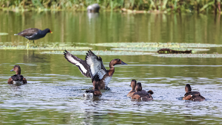 Wetland restoration triggers ecological improvements in China - CGTN