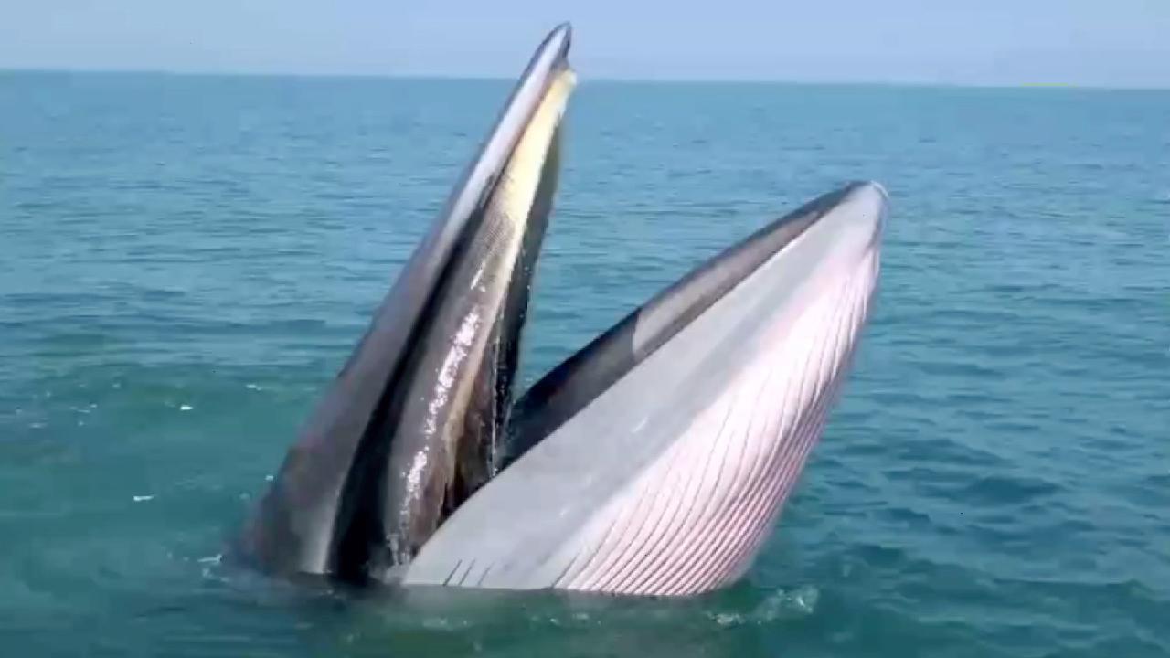 Have You Ever Seen How A Bryde's Whale Hunts ? - CGTN