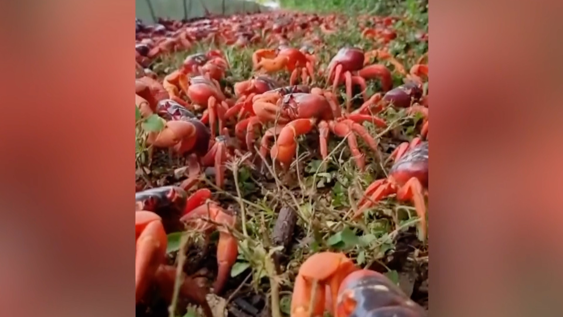 Annual Migration Of Red Crabs On Christmas Island Continues Cgtn 9350