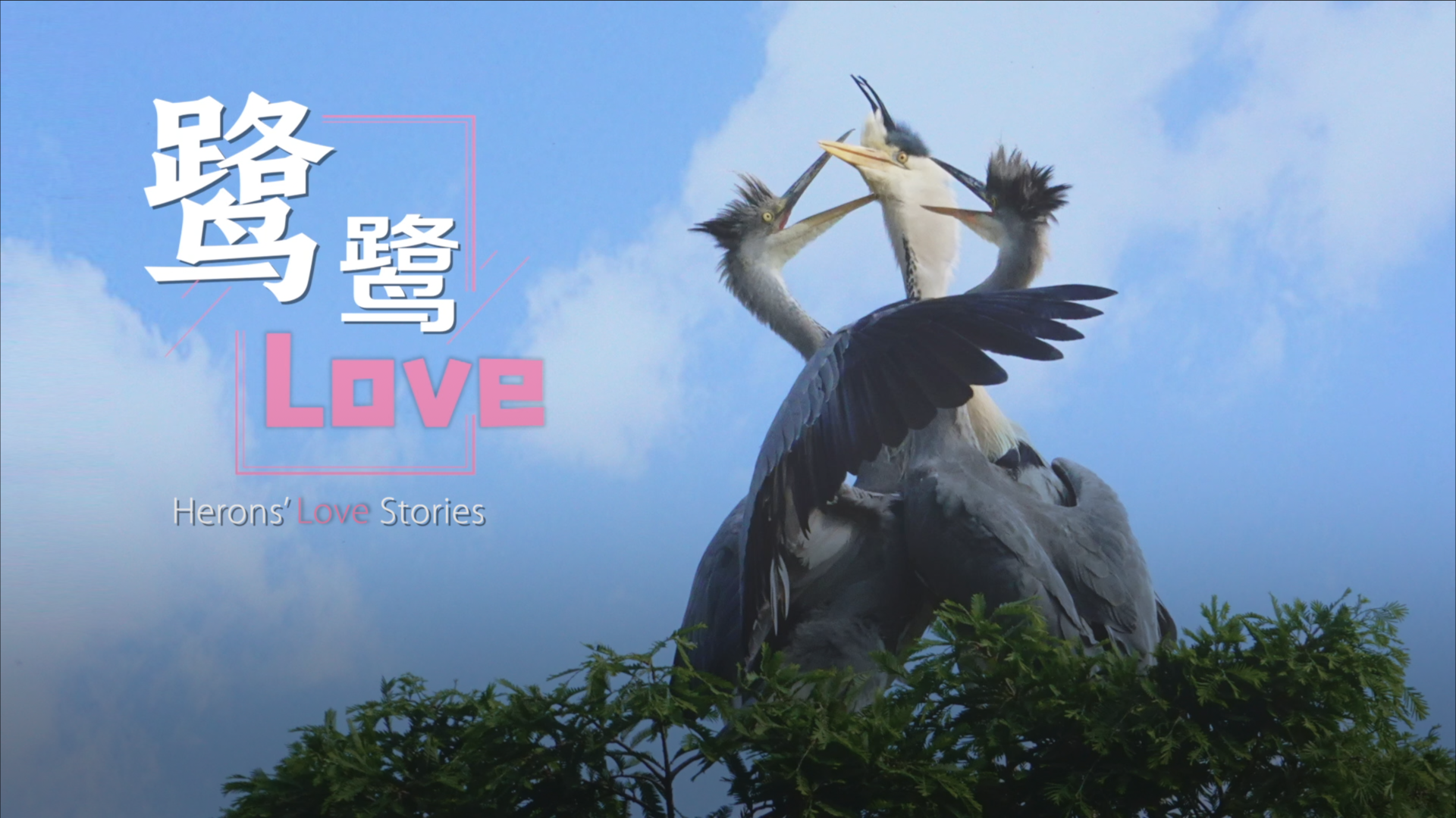 Heron's love stories: Bird romance in Chengdu's Huanhuaxi Park - CGTN