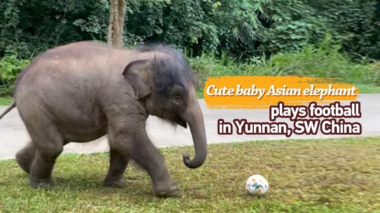 Cute baby Asian elephant plays football in Yunnan, SW China - CGTN