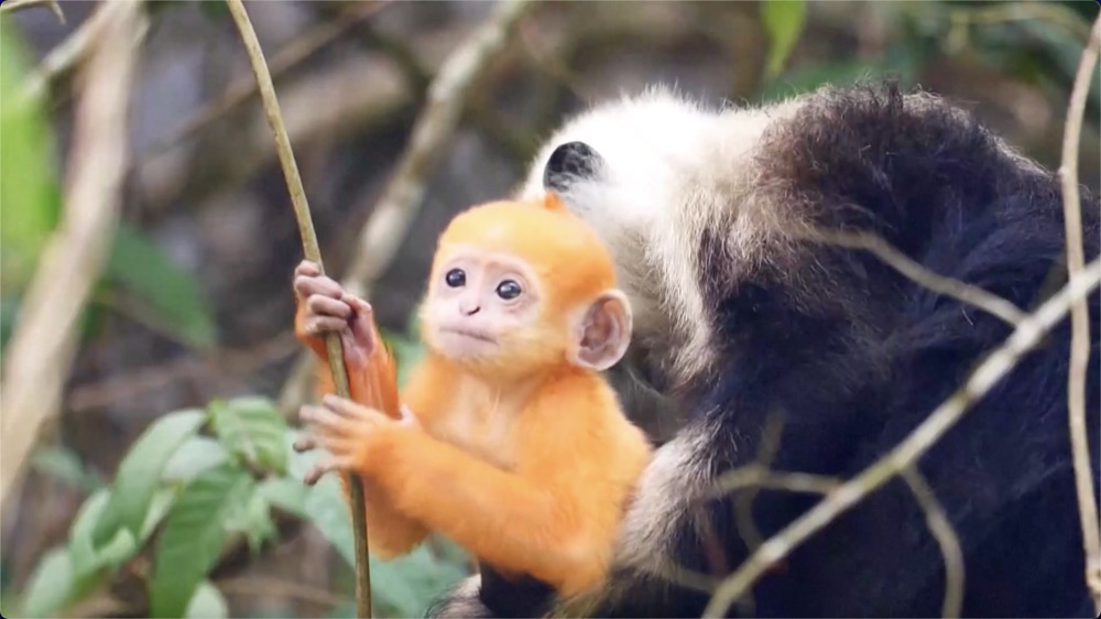 Photos: The Mysterious Chinese Monkey That's 'as Endangered as the Panda