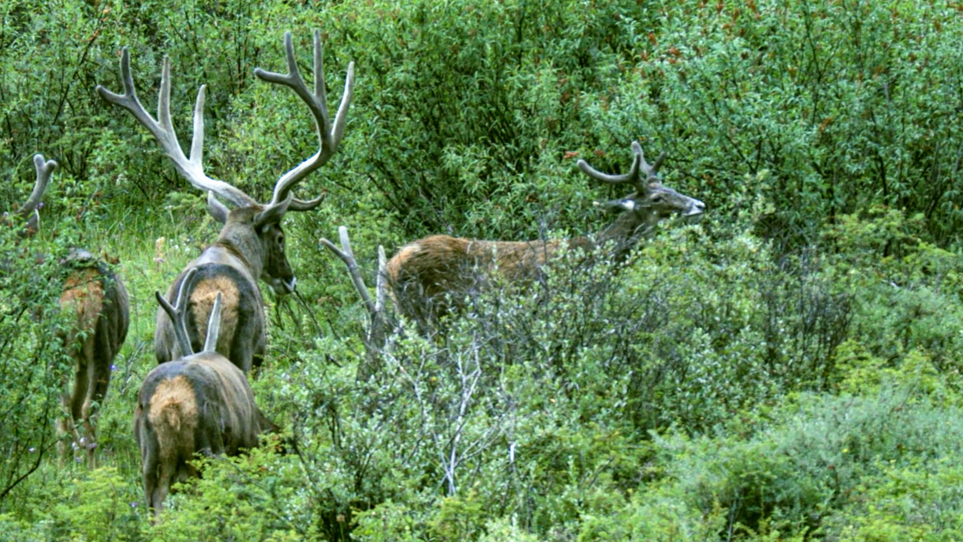 Deer On The Plateau Series Episode 3 Coexistence In The Woods CGTN