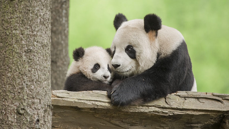 bebe panda
