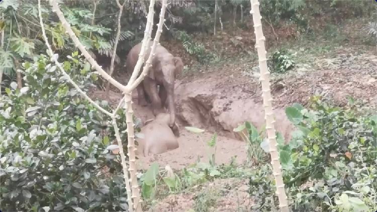 Asian elephant stuck in mud rescued in SW China's Yunnan - CGTN