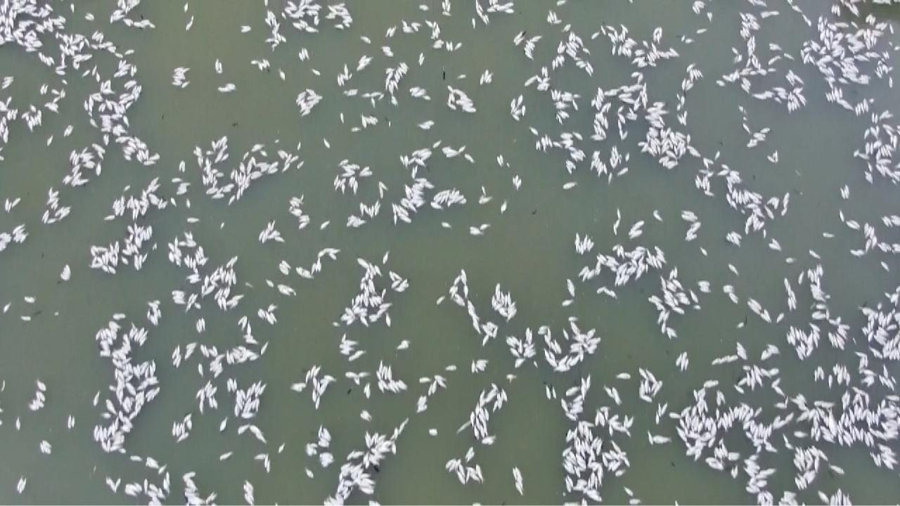 Millions of dead fish in river in Australian outback - CGTN