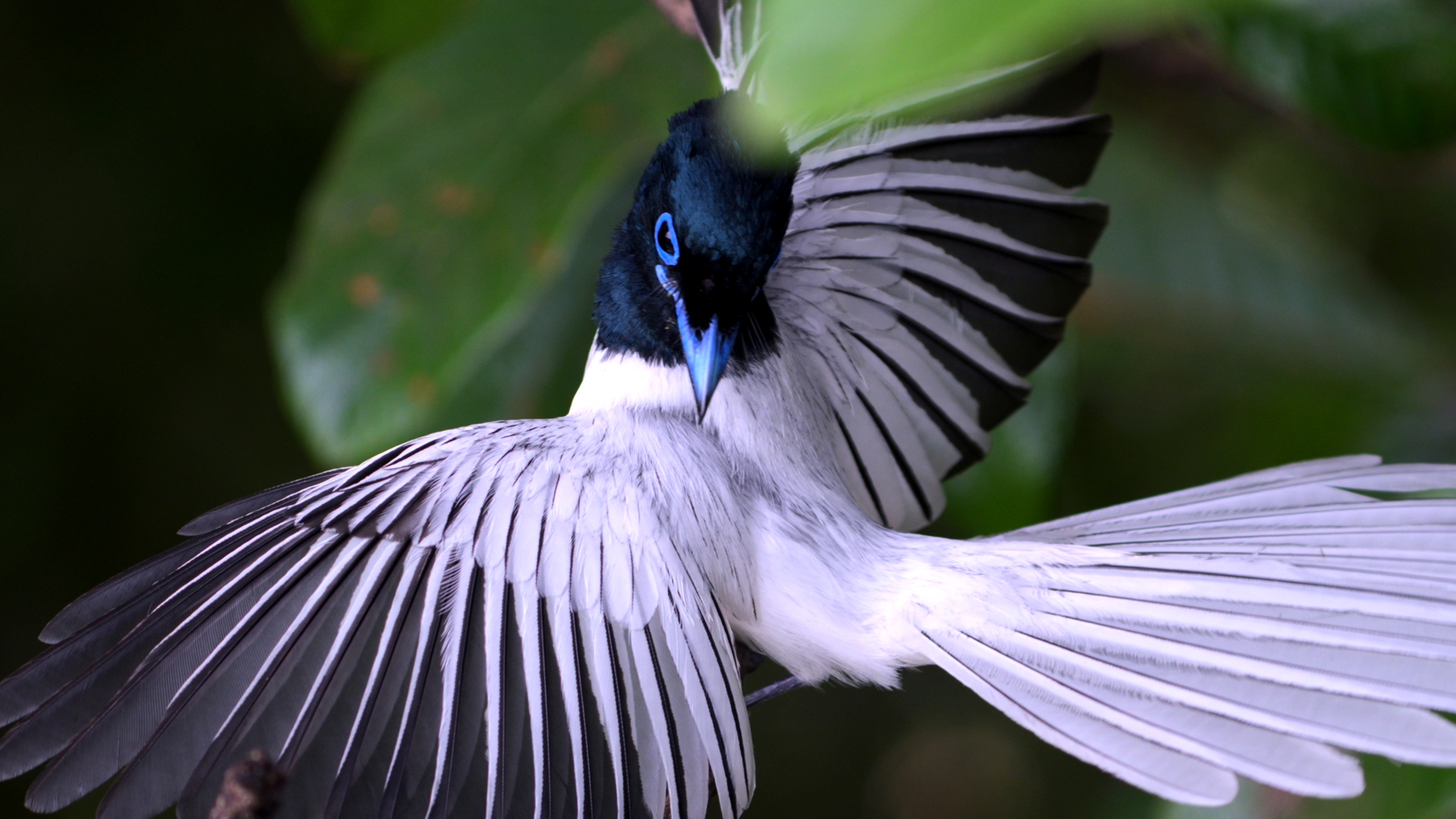 Asian Paradise-Flycatcher - CGTN