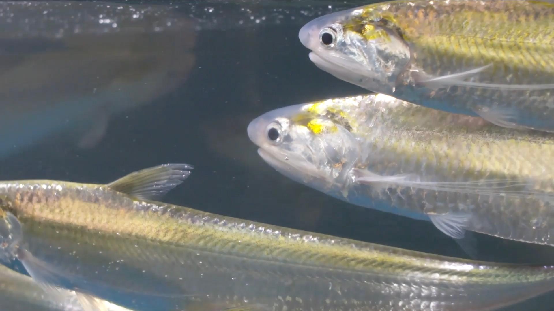 China's largest anchovy farm to produce 50,000 fish for market in 2023