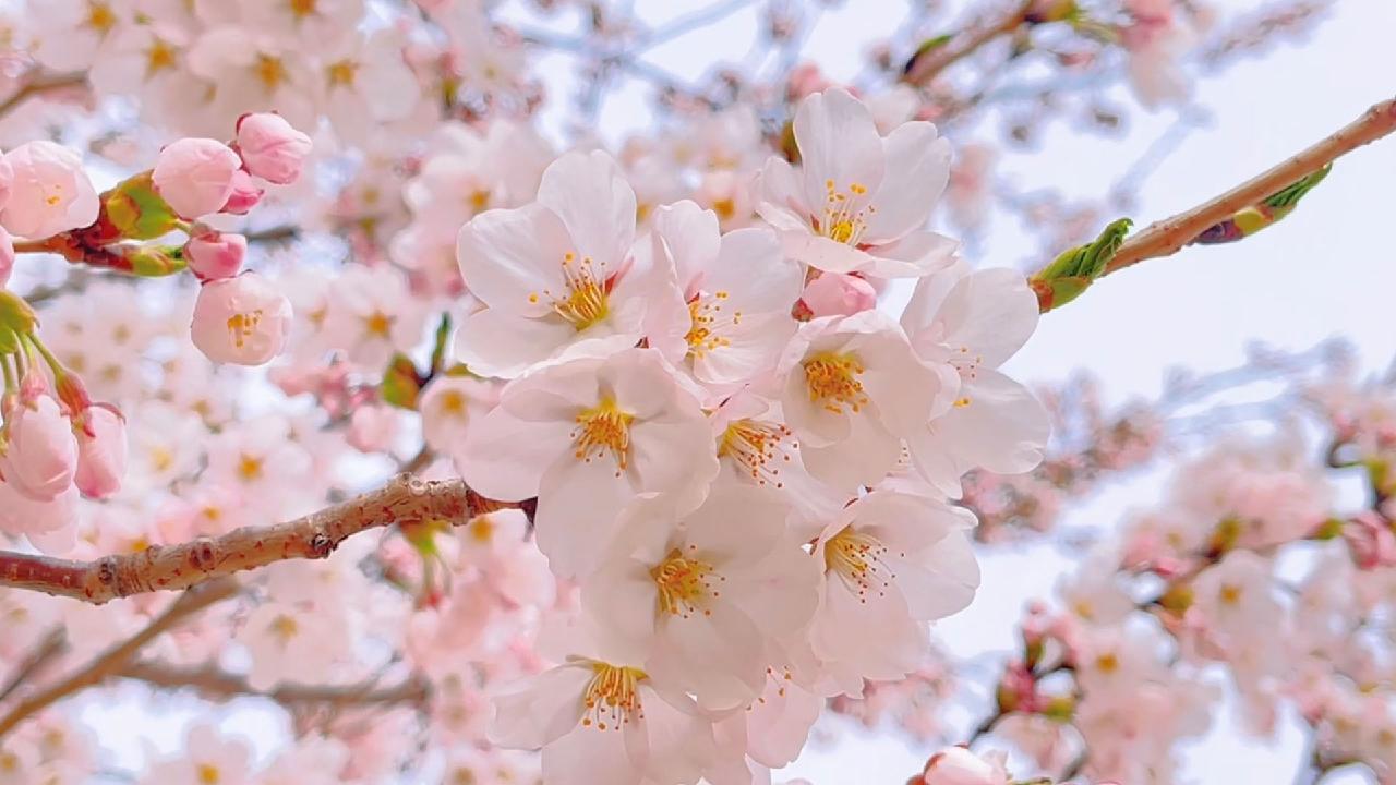 Cherry Blossom Festival Expected To Boost Tourism In Northeast China Cgtn