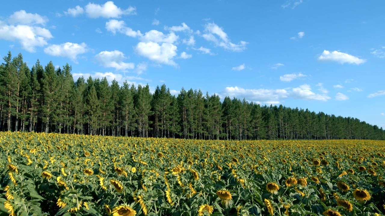 Vigorous Life Series Episode 1 Harvest season CGTN