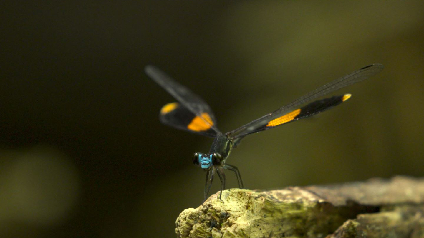 Story of the Tiny Series | Episode 3: Unique beauty