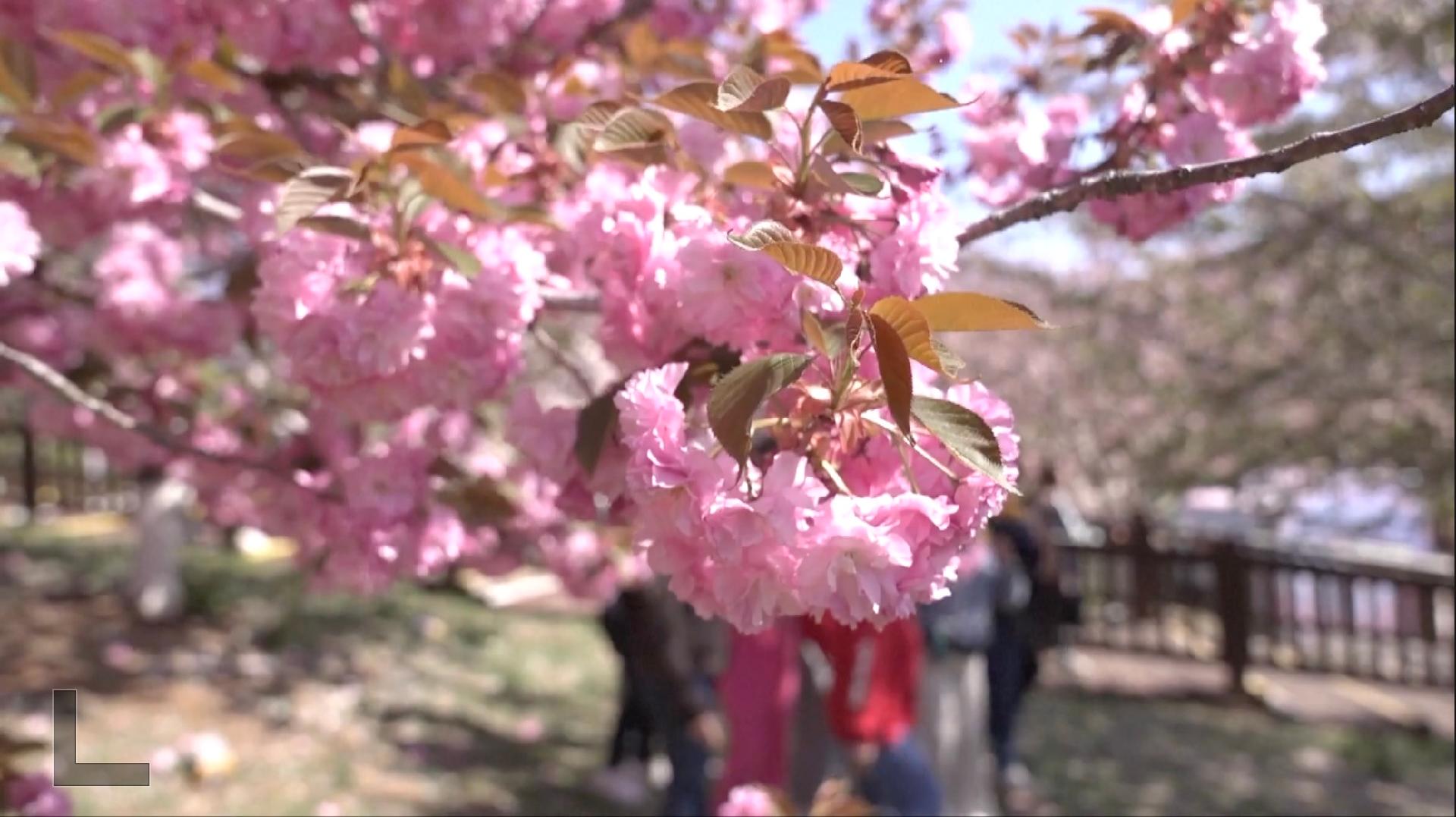 Spring In Dalian Tourists flock to Dalian Cherry Blossom Festival - CGTN