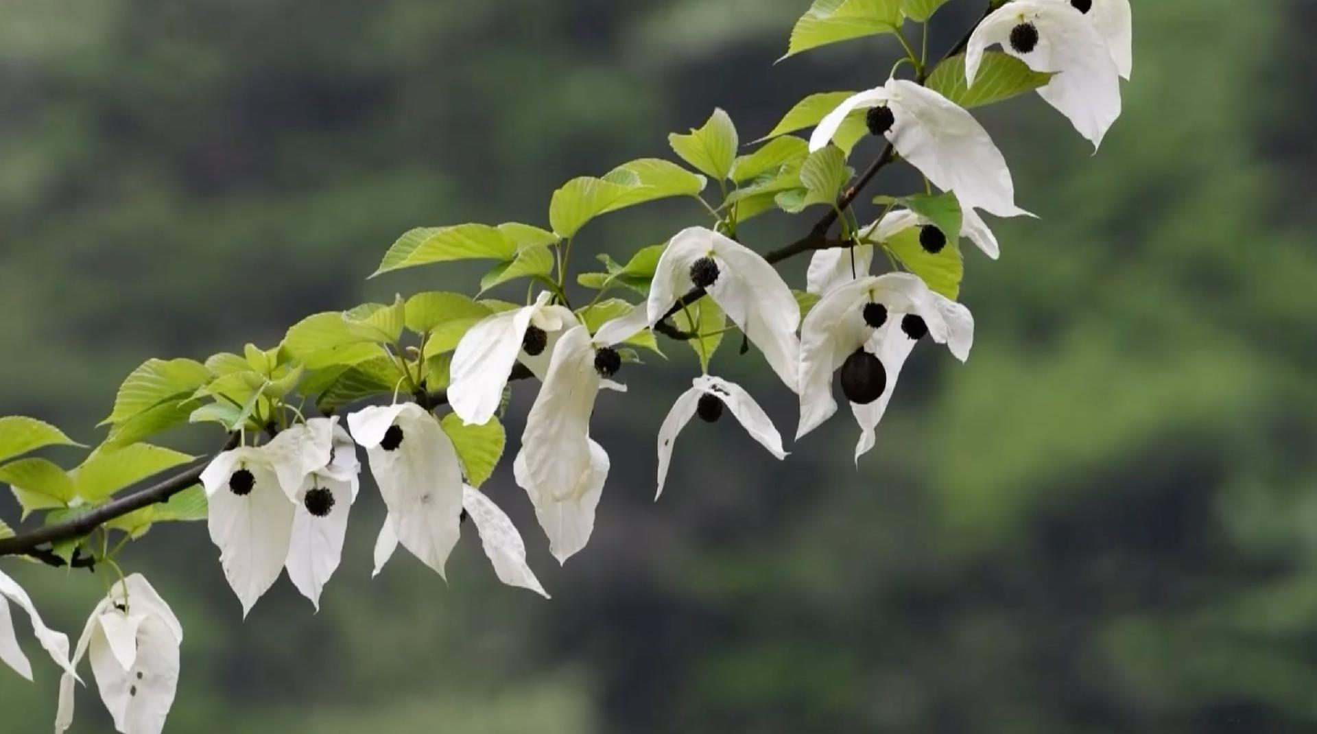 China’s rare dove-tree blooms in Shaanxi Province - CGTN