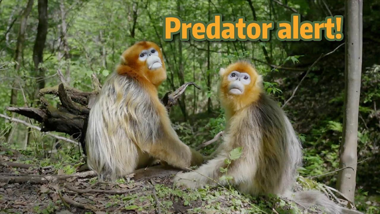 Predator Alert Cgtn