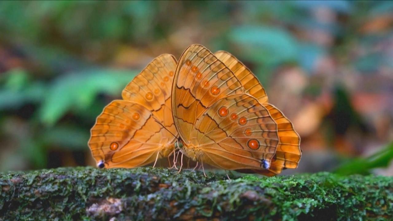 Spectacular 'butterfly explosion' seen in SW China - CGTN