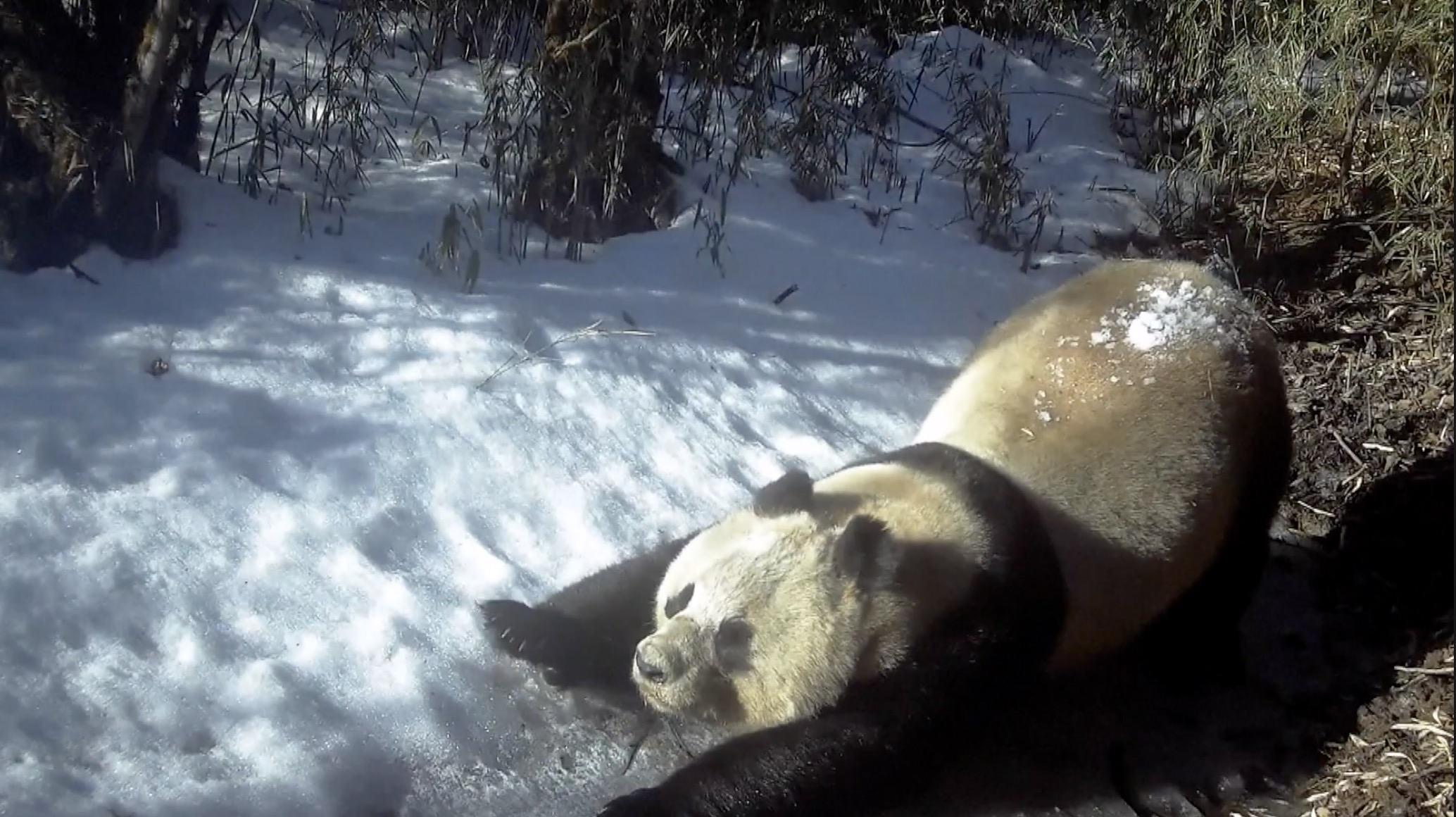 National panda park sees remarkable conservation progress