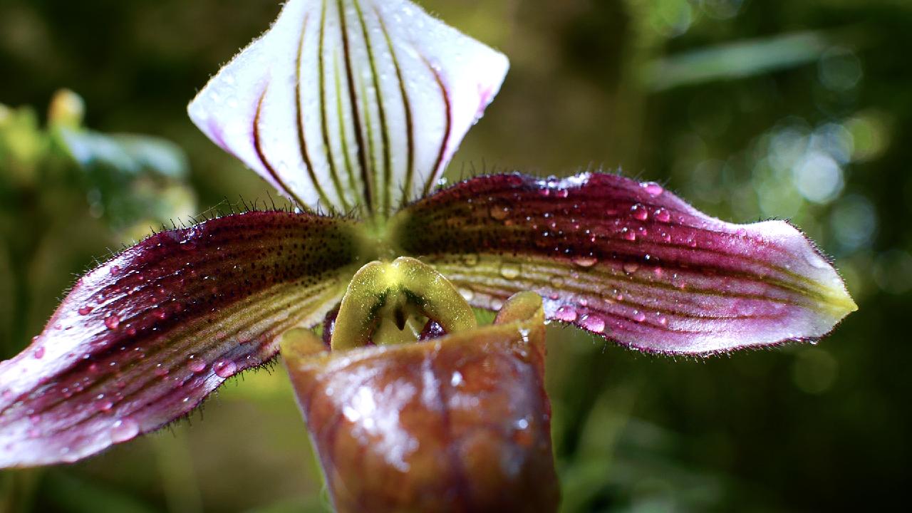 Greater Bay Area Series Episode 7 Paphiopedilum purpuratum CGTN