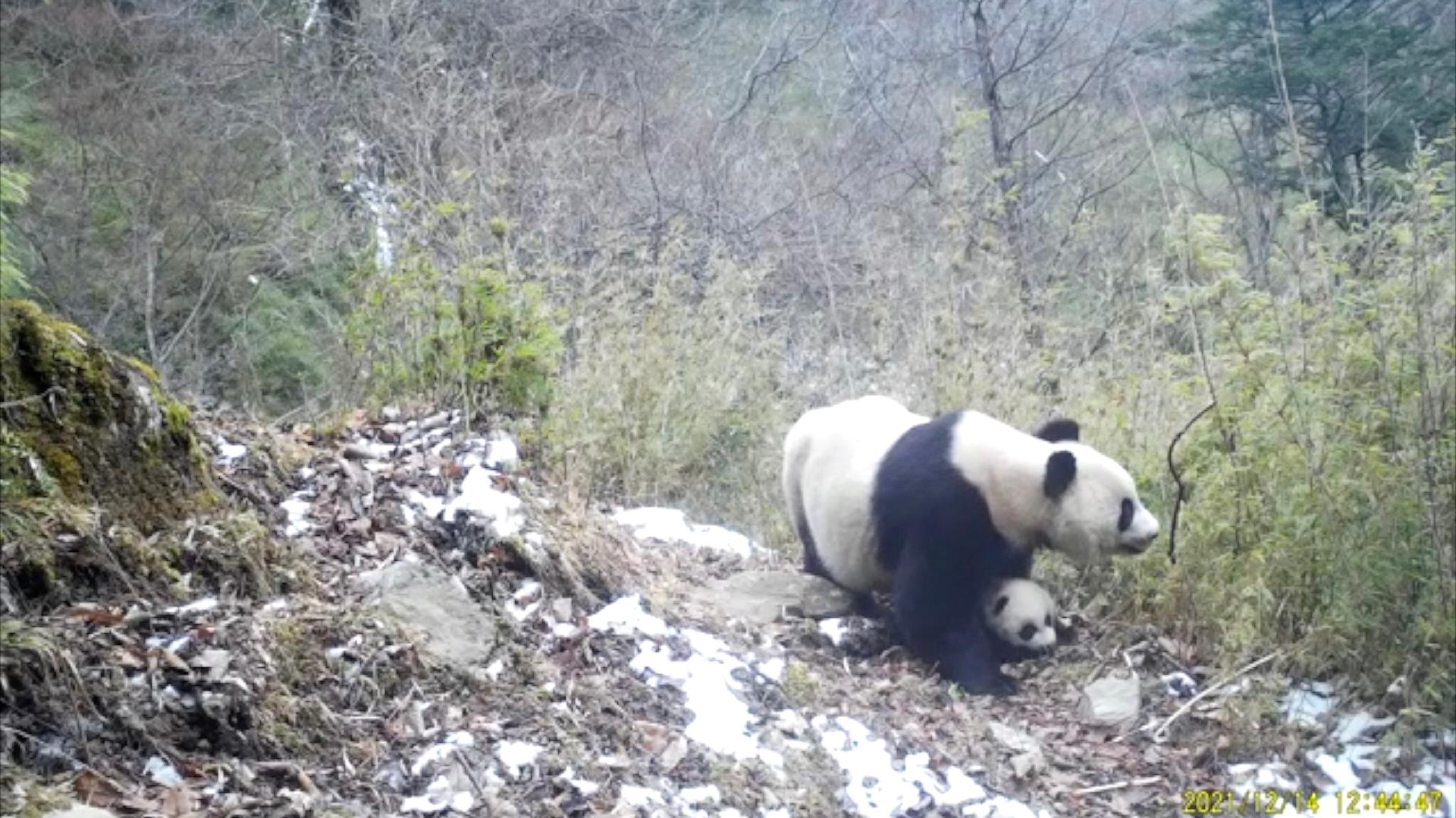 Natural panda environment in Sichuan helps them return to the wild - CGTN