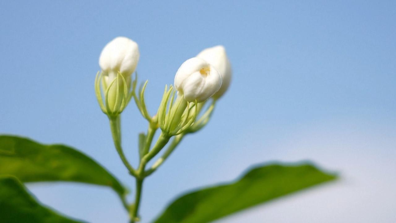 Jasmine flowers bring blooming fortune to Chinese farmers CGTN