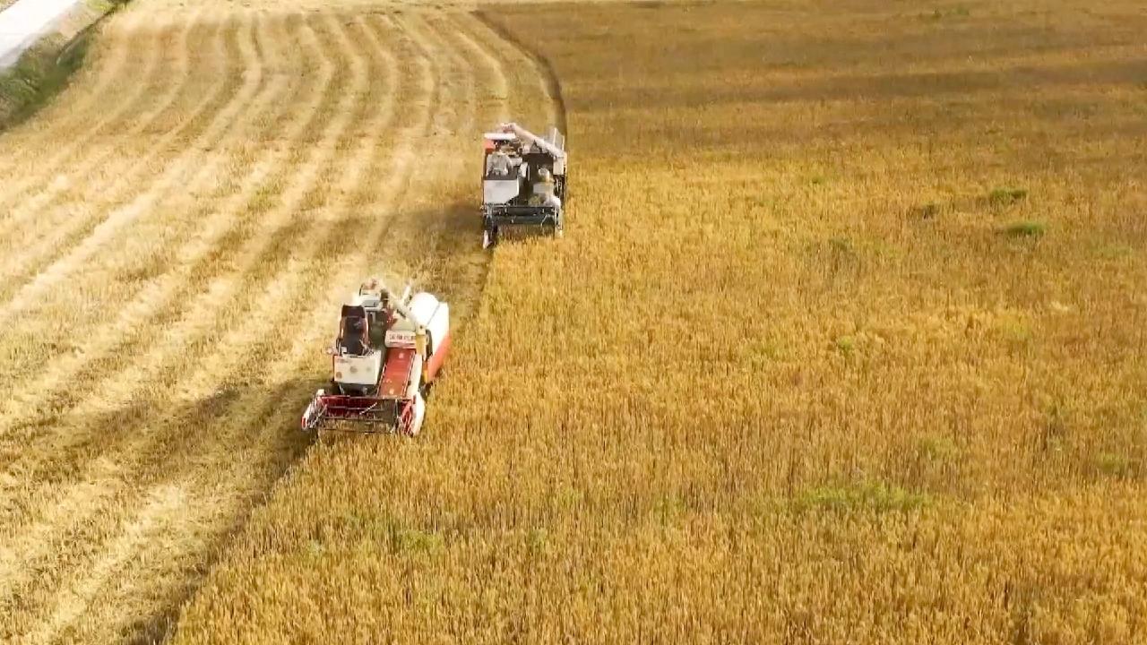 Xiangfu Zhang Village golden wheat mechanized harvest What Comes Next?