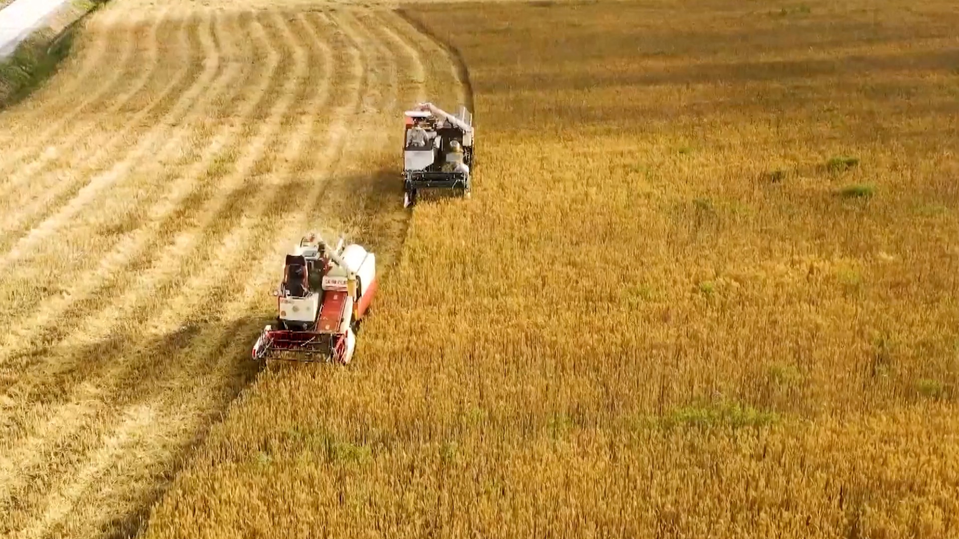 major-wheat-producers-in-china-complete-mechanized-harvesting-cgtn