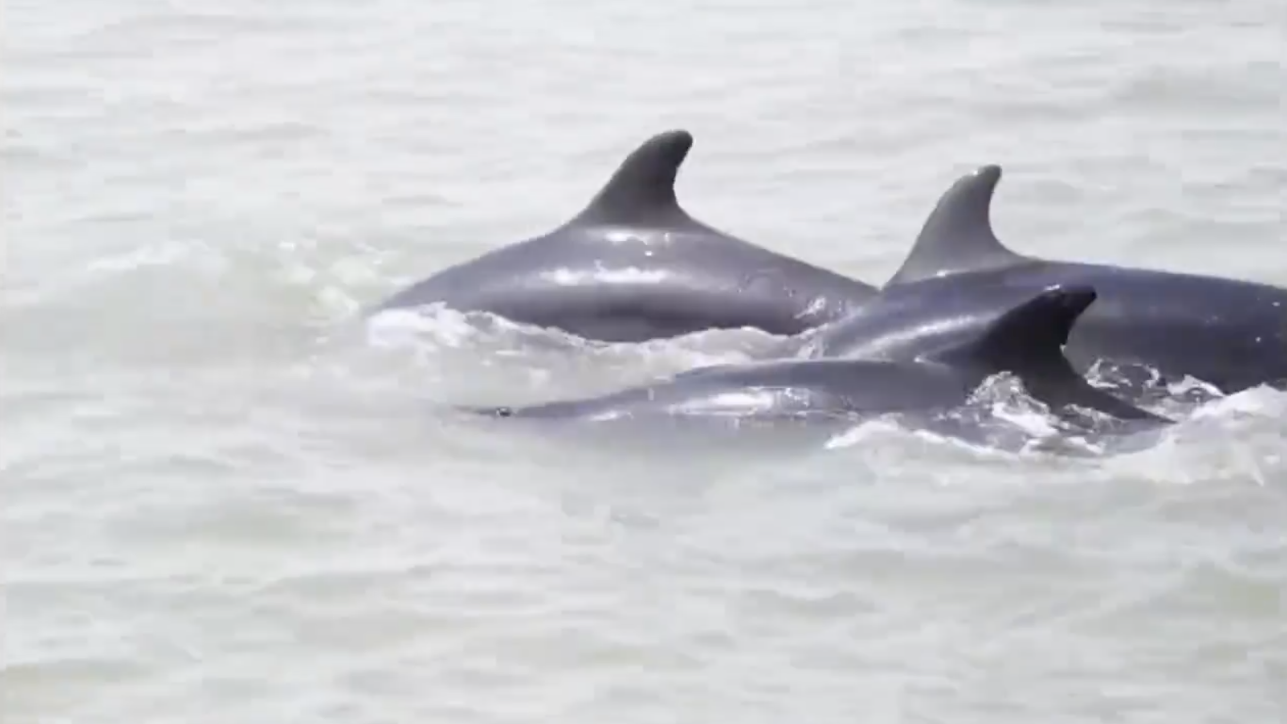 Dozens of false killer whales 'patrol' with coast guards in E China - CGTN