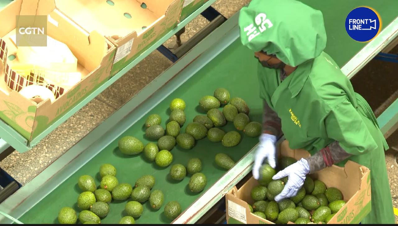 Vlog How are Kenya's avocados exported to China? CGTN