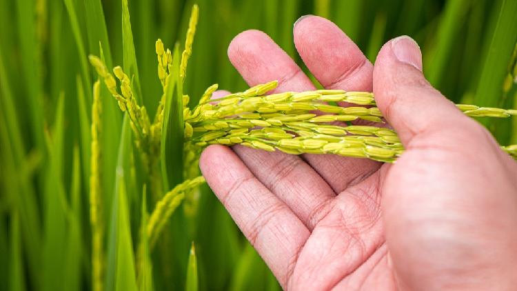 Xiangang Rice CPC members in Jiangxi plant new rice variety to ensure food security ...