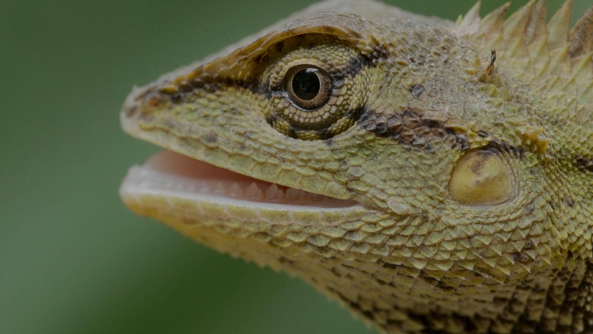 Yunnan Dehong Series Episode 11 Lizard world CGTN