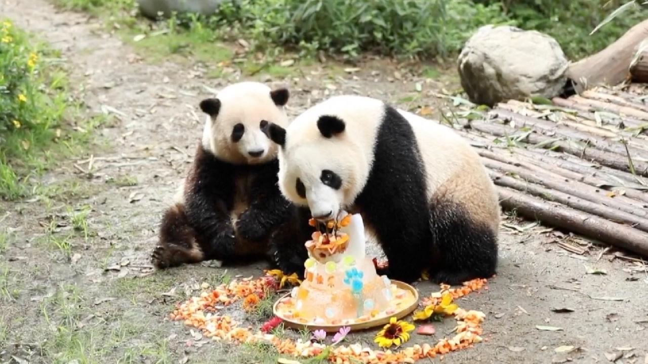Panda twins celebrate 2nd birthday in Chengdu - CGTN