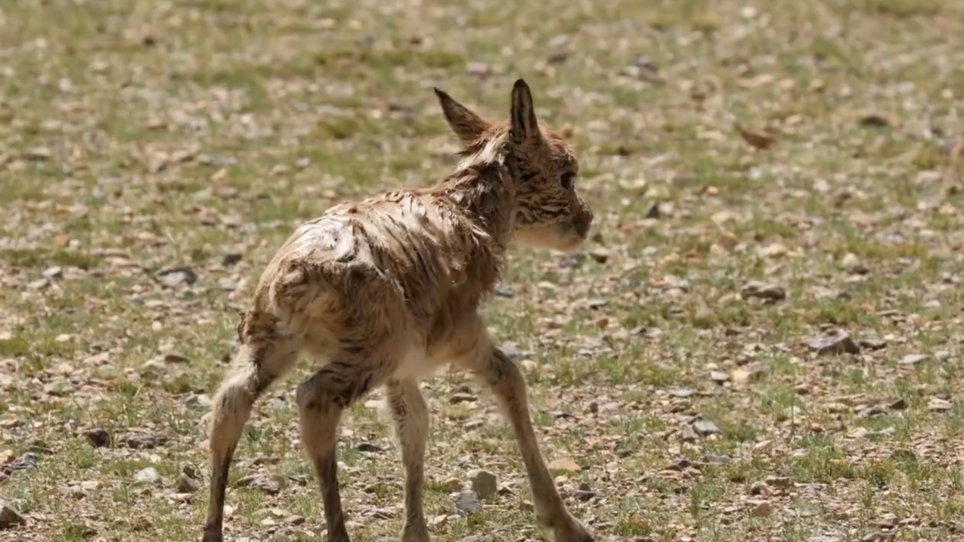 tibetan antelope baby