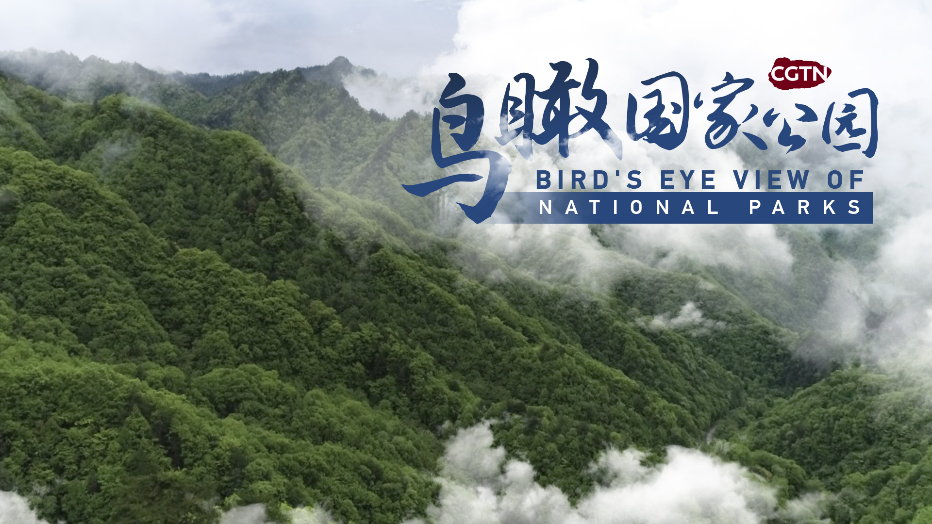 Bird's eye view of national parks: Giant Panda National Park - CGTN