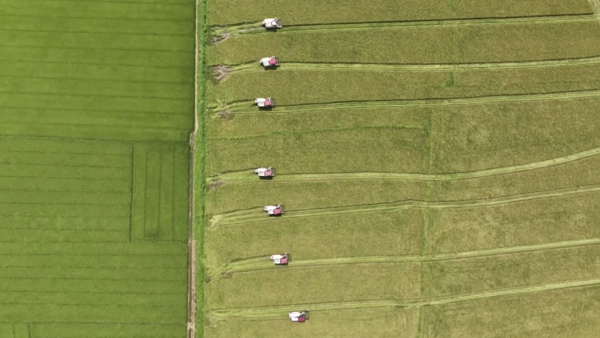 China sees highly mechanized harvesting of early rice - CGTN