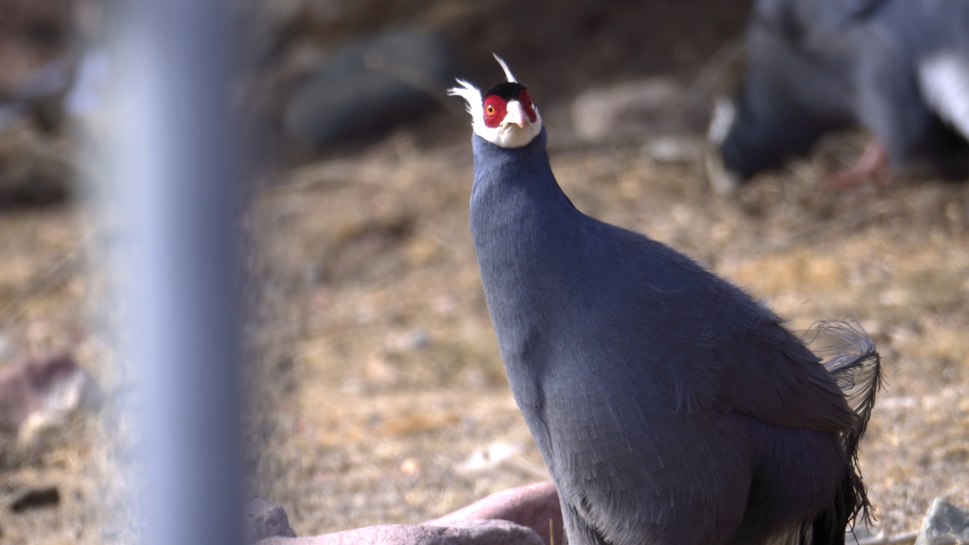 Mountainous Qinghai Series | Episode 12: Blue eared pheasant