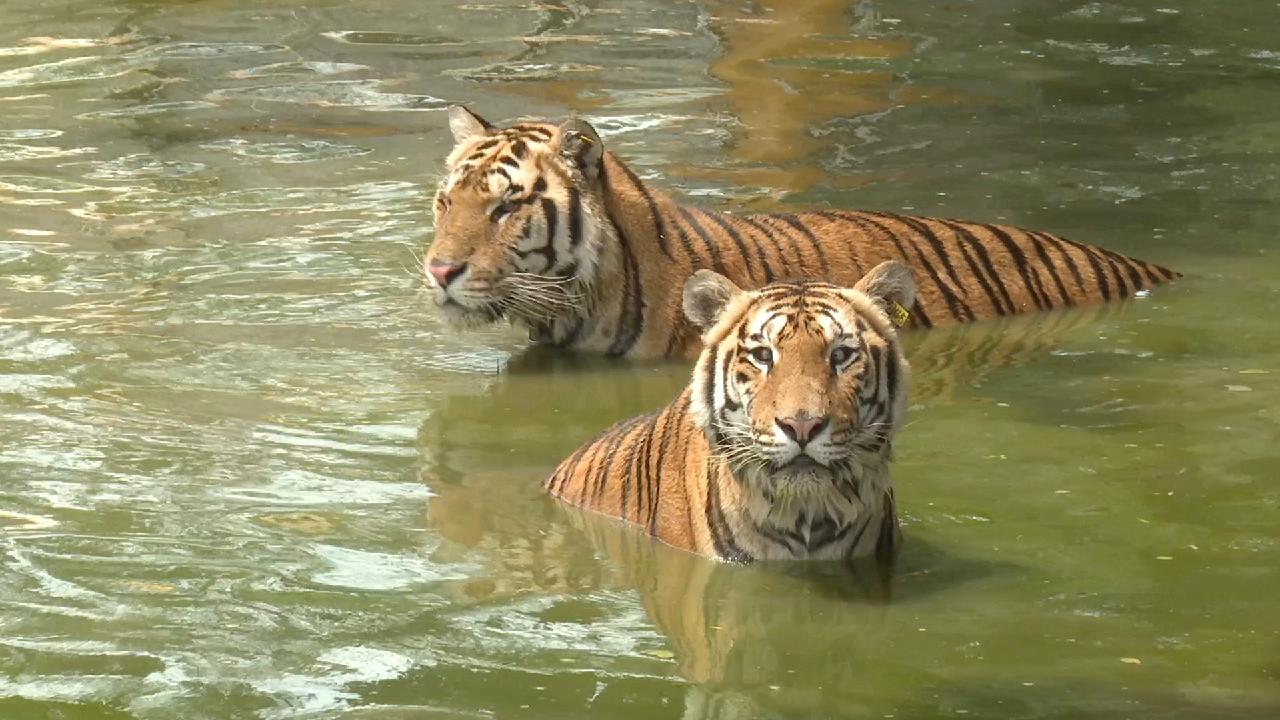 The Bengal Tiger: One of the biggest wild cats alive today - CGTN