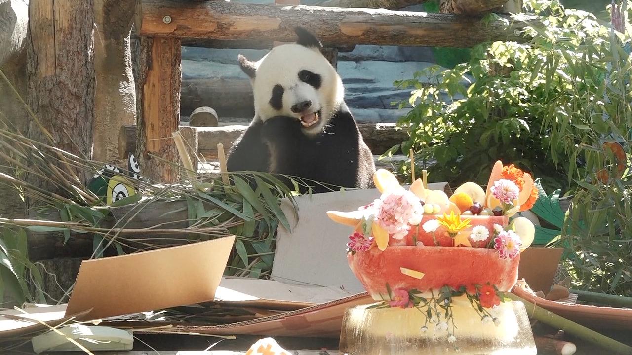 Giant pandas celebrate birthday at Moscow Zoo CGTN(01)