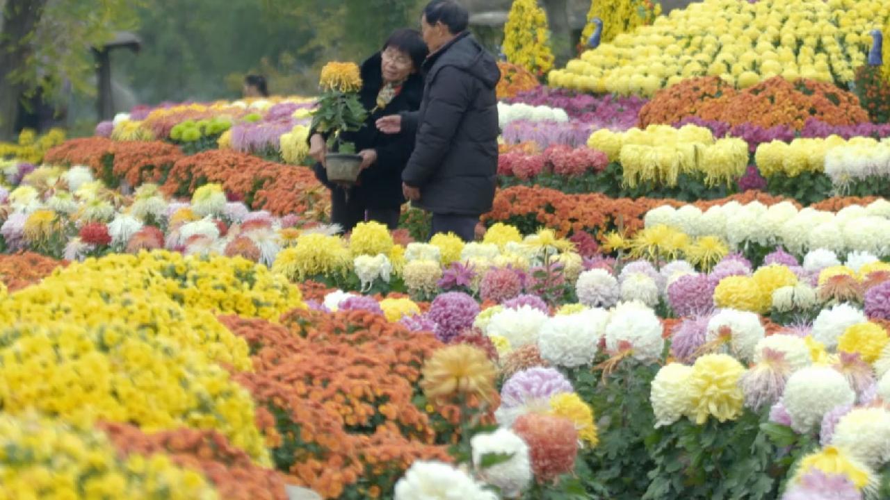 Chrysanthemum memories in the ancient city of Kaifeng CGTN