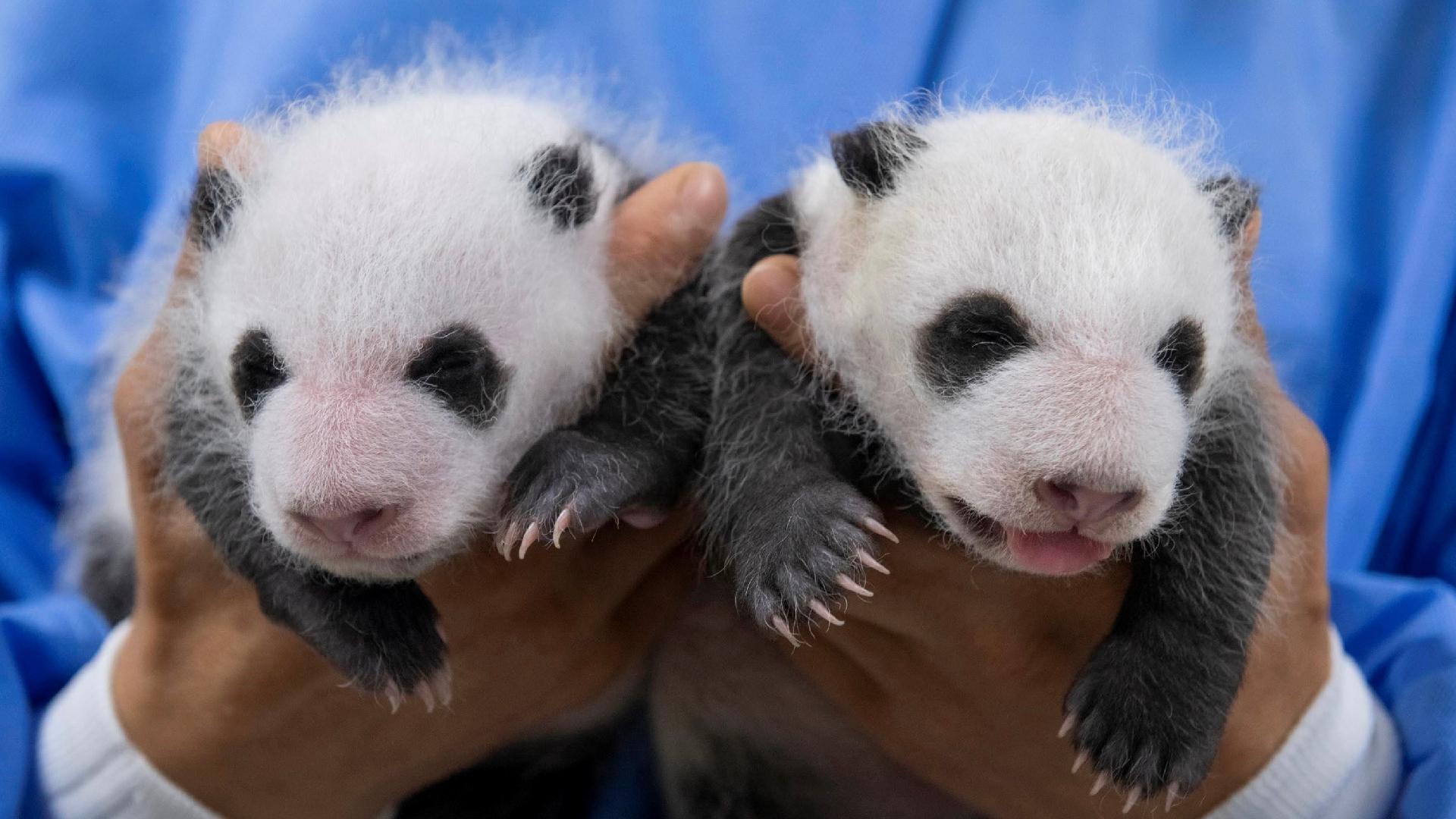 Pandas месяц
