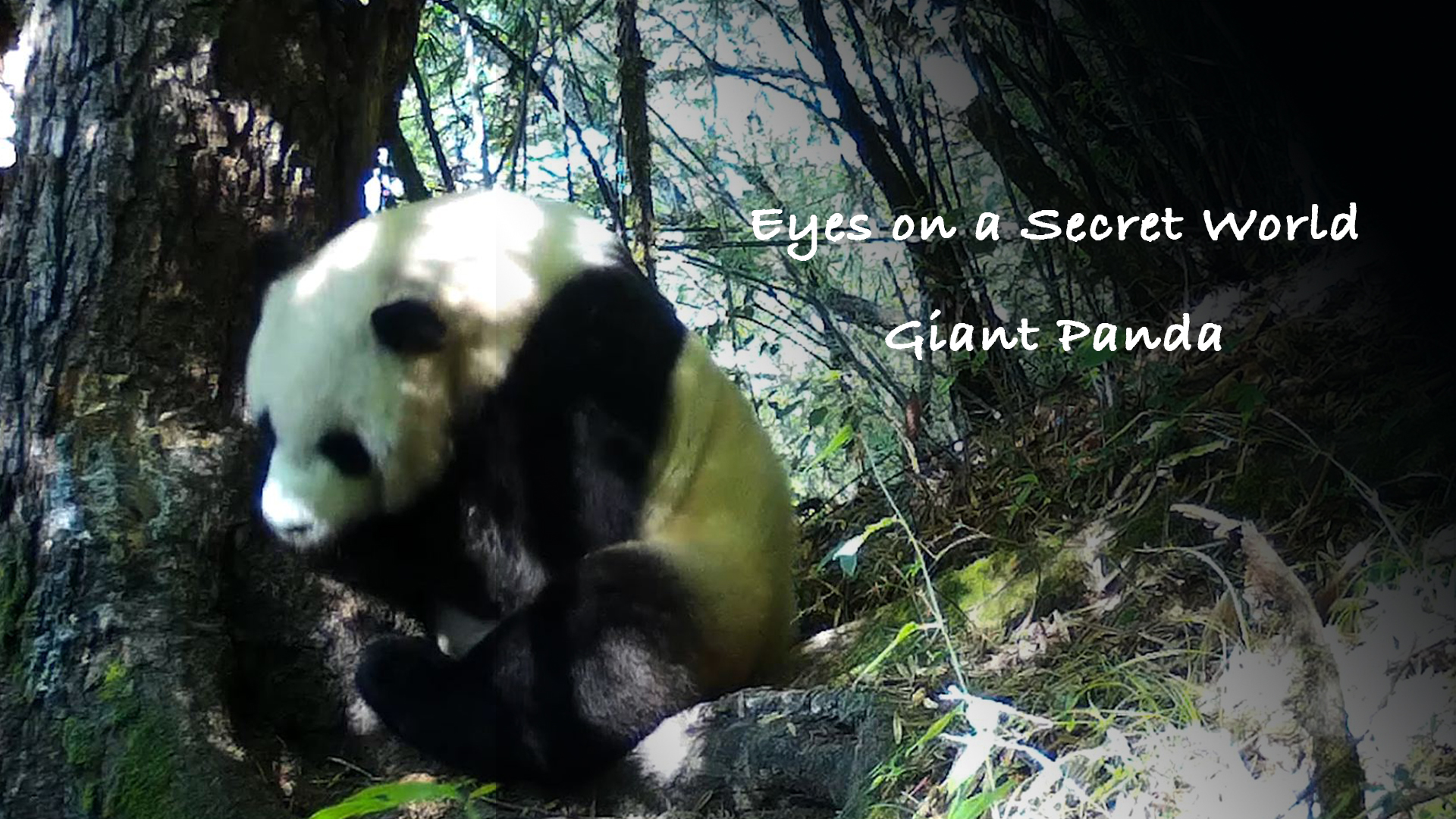 Eyes On A Secret World Ep1 Giant Panda Cgtn