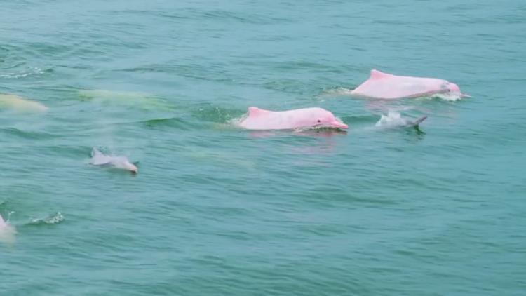 Endangered Chinese white dolphins living in south China