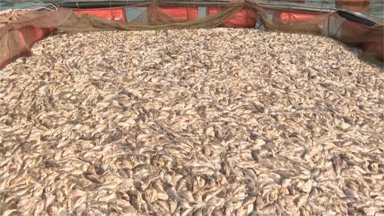 More than 1 million fish die in South Korea - CGTN