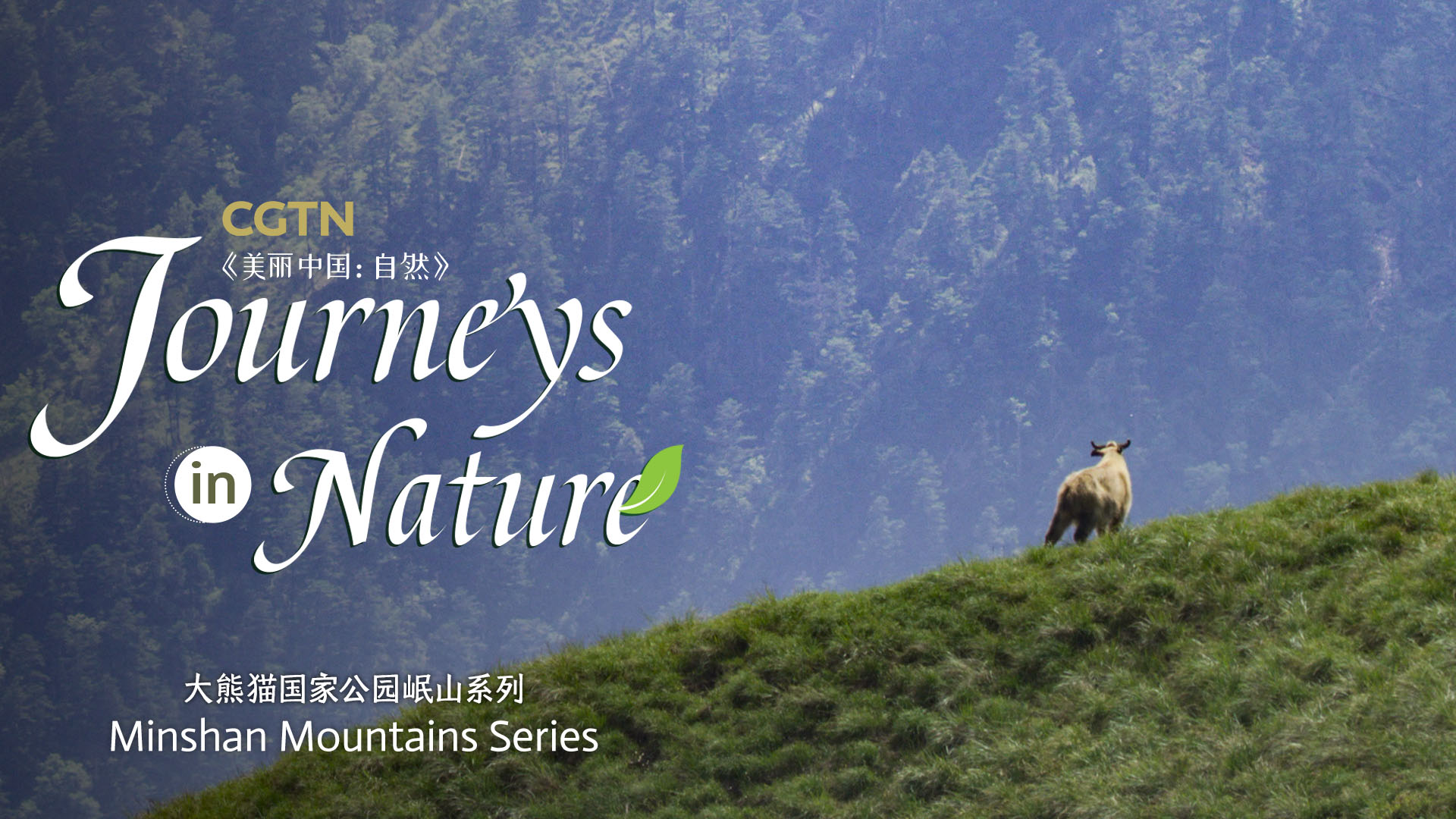 Minshan Mountains Series Ep. 7: Battle on the mountain peak