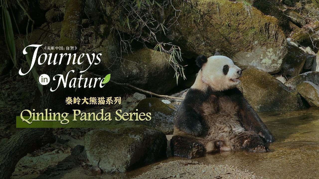 Qinling Panda Series Ep This Is My Territory Cgtn