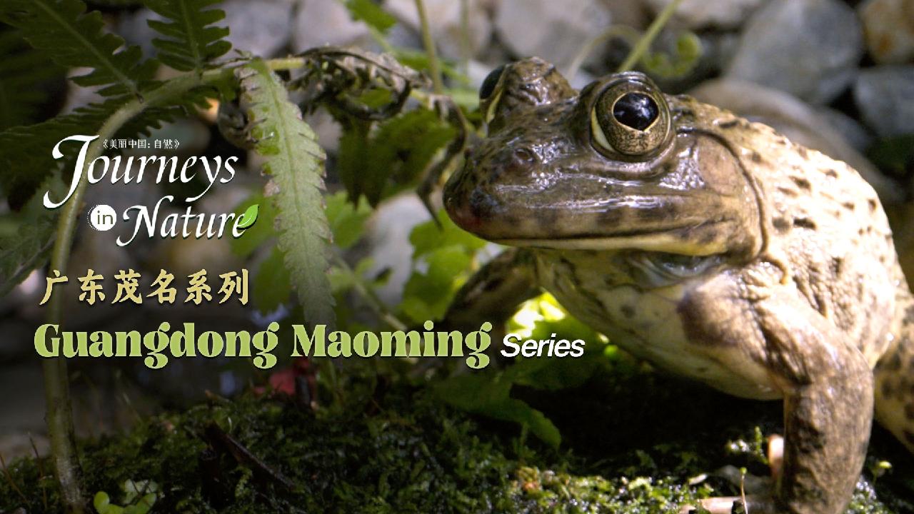 Guangdong Maoming Series Ep. 2: Frogs that feed on the same kind