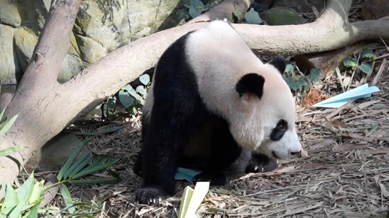 Facial recognition technology makes for better giant panda