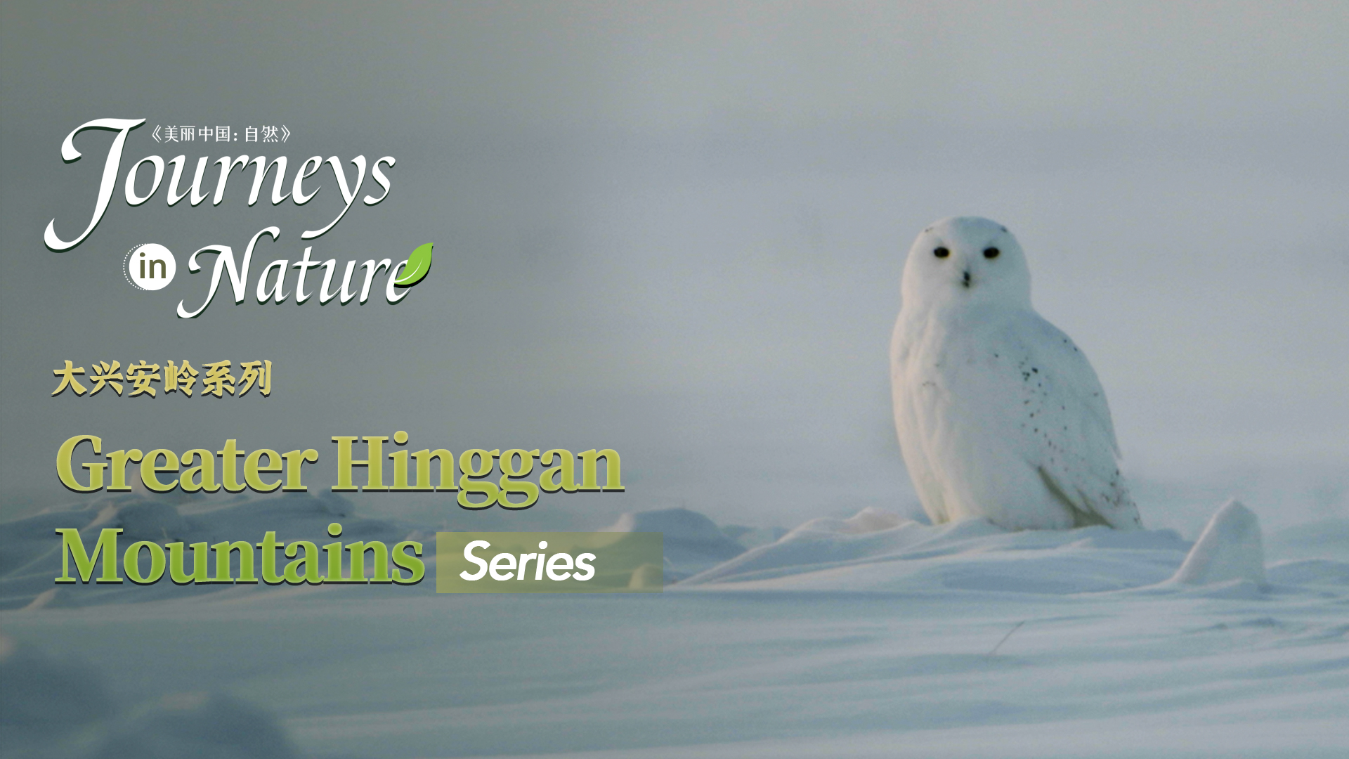 Greater Hinggan Mountains Series Ep. 10: Here comes the 'Hedwig'!
