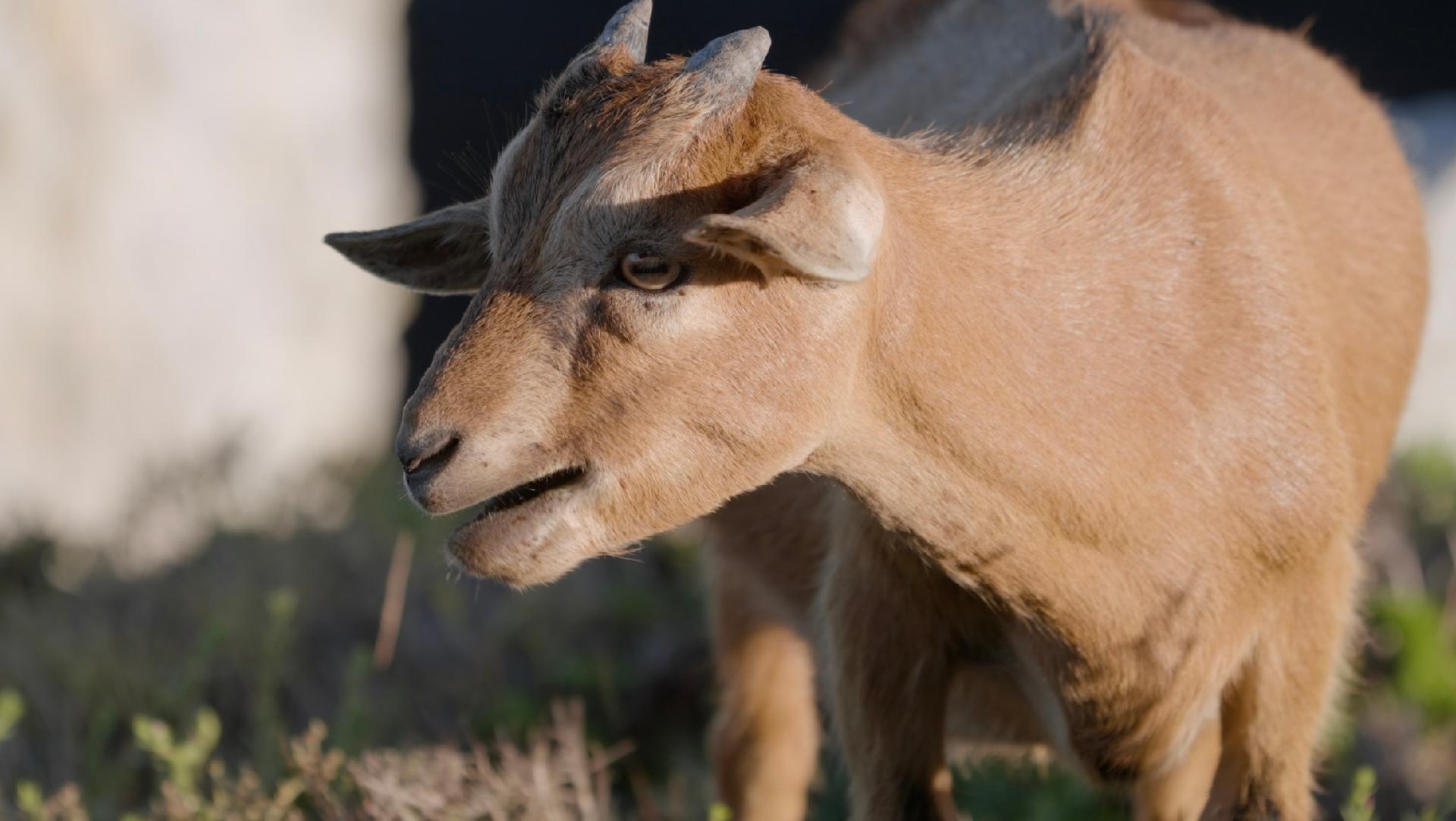 Explore Dongshuang Island home to the white-browed goat