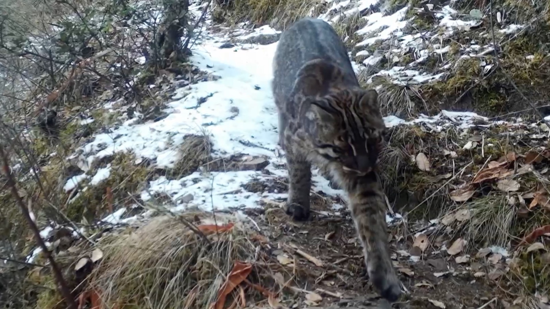 Rare Asian golden cat spotted at record-high elevation in Xizang