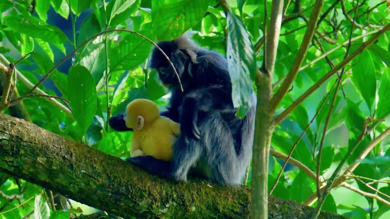 Phayre's leaf monkey family welcomes new babies - CGTN