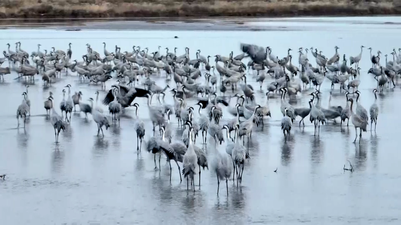 Thousands of common cranes play and feed along the Yellow River - CGTN